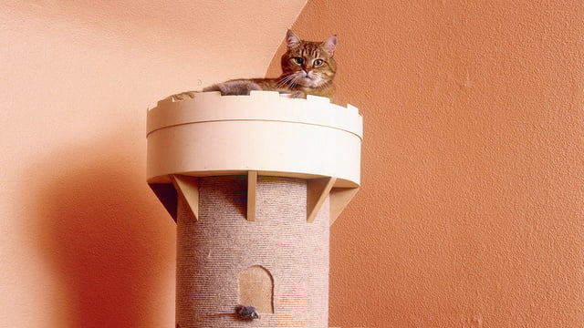 Bauen für Katzen.jpg